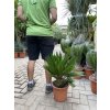 Cycas revoluta 60 cm