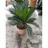 Cycas revoluta 50 cm
