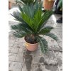 Cycas revoluta 60 cm