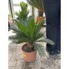 Cycas revoluta 50 cm