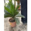 Cycas revoluta 60 cm
