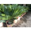 Cycas revoluta 60 cm