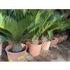 Cycas revoluta 50 cm