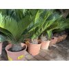 Cycas revoluta 60 cm