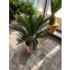 Cycas revoluta 50 cm
