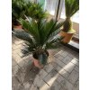 Cycas revoluta 60 cm