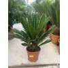 Cycas revoluta 50 cm