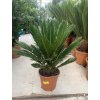 Cycas revoluta 60 cm