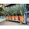 Yucca gloriosa, juka, Výška 100 cm+