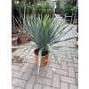 Yucca gloriosa, juka, Výška 100 cm+