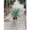 Yucca gloriosa, juka, Výška 90 cm+
