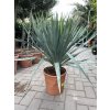 Yucca gloriosa, juka, Výška 100 cm+