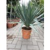 Yucca gloriosa, juka, Výška 90 cm+