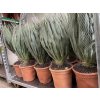 Yucca gloriosa, juka, Výška 80 cm+