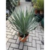 Yucca gloriosa, juka, Výška 70 cm+