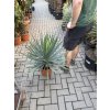 Yucca gloriosa, juka, Výška 90 cm+