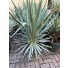 Yucca gloriosa, juka, Výška 100 cm+