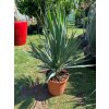 Yucca gloriosa, juka, Výška 70 cm+