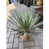 Yucca gloriosa variegata 50 cm.