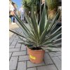 Yucca gloriosa variegata 50 cm.