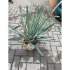 Yucca gloriosa variegata 50 cm.