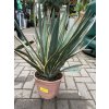 Yucca gloriosa variegata 50 cm.