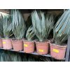 Yucca gloriosa variegata 50 cm.