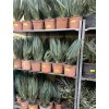 Yucca gloriosa variegata 50 cm.