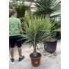 YUCCA ELEPHANTIPES JEWEL, JUKA, 150 cm.