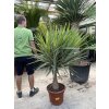 YUCCA PUCK 150 cm.
