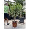 YUCCA ELEPHANTIPES JEWEL, JUKA, 150 cm.