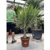 YUCCA PUCK 150 cm.