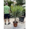 YUCCA ELEPHANTIPES JEWEL, JUKA, 150 cm.