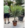YUCCA PUCK 150 cm.