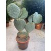 Opuntia vulgaris 80 cm