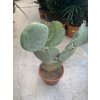 Opuntia vulgaris 80 cm