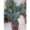 Opuntia vulgaris 80 cm