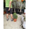 Aloe Perfoliata 60 cm