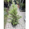 Štětkovec, kalistemon 70 cm keř