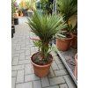 Chamaerops humilis, Žumara 60 cm