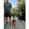 Chamaerops humilis, Žumara 80 cm