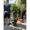 Nerium Oleander 130 cm