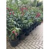 Nerium Oleander 130 cm