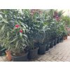 Nerium Oleander 130 cm