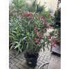 Nerium Oleander 130 cm