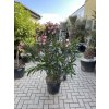 Nerium Oleander 130 cm