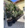 Nerium Oleander 130 cm