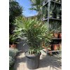 Nerium Oleander 130 cm