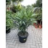 Nerium Oleander 130 cm