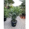 Nerium Oleander 130 cm